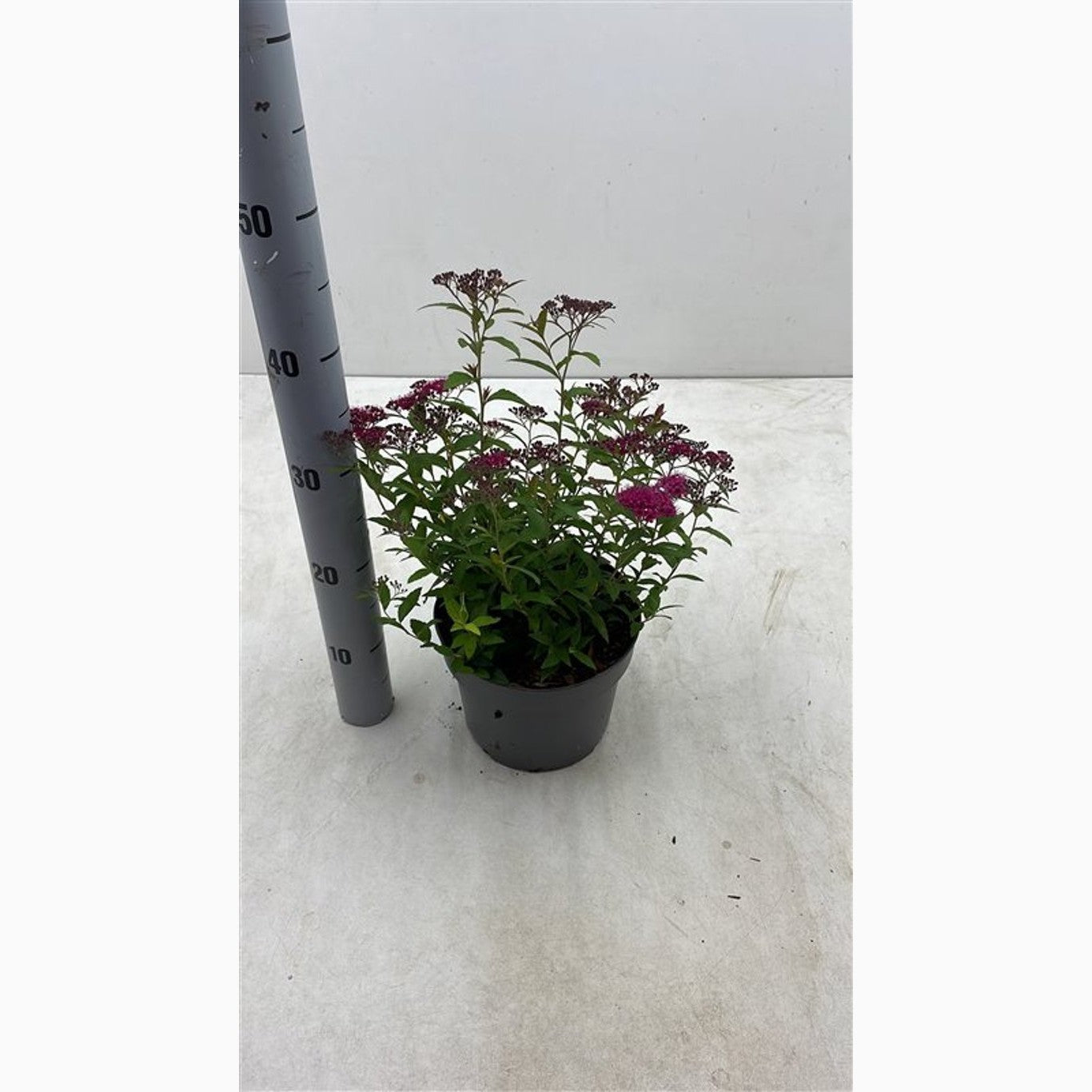 Praktspirea – Spiraea japonica 'Dart's Red' - C3